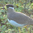 Vanneau de Malabar