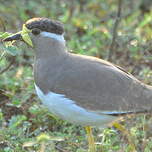 Vanneau de Malabar