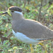 Yellow-wattled Lapwing