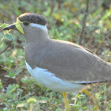 Vanneau de Malabar