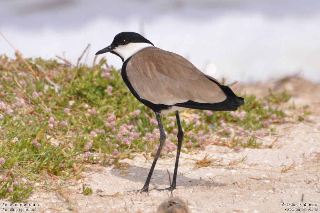 Spur-winged Lapwingadult