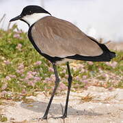 Spur-winged Lapwing