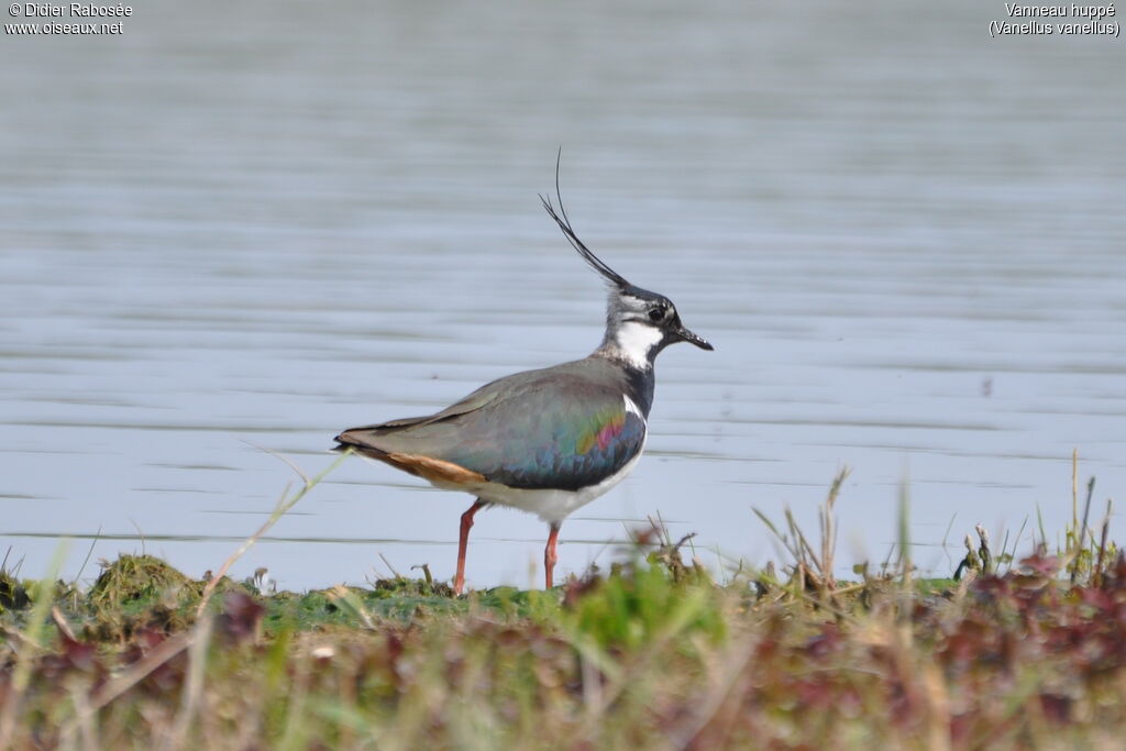 Northern Lapwing