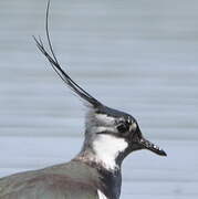 Northern Lapwing