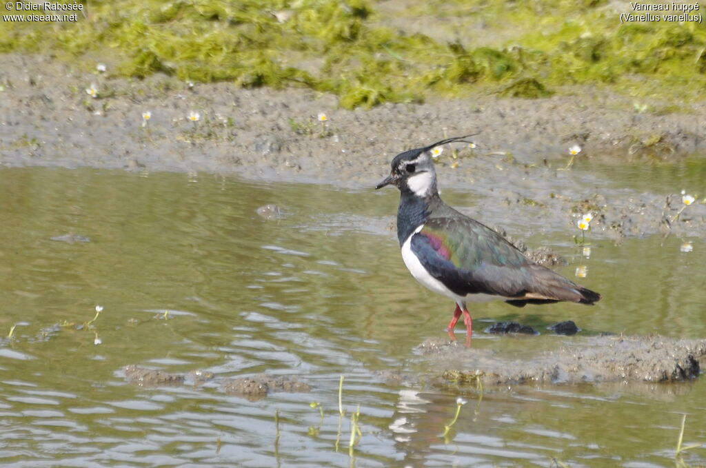 Northern Lapwing