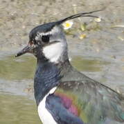 Northern Lapwing