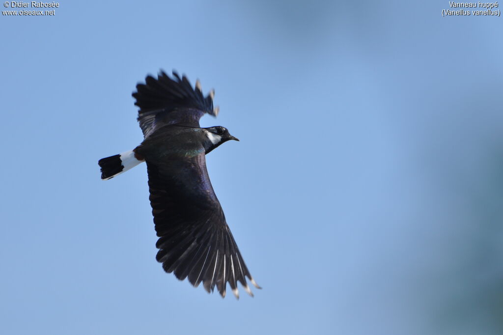 Northern Lapwing, Flight