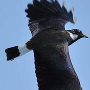 Northern Lapwing