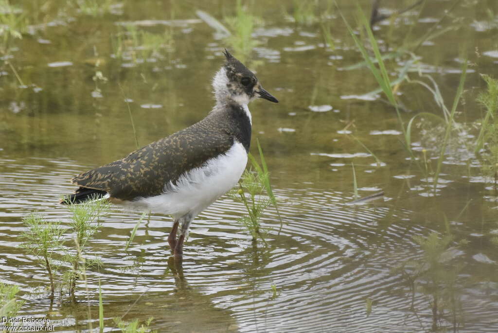 Vanneau huppéjuvénile, identification