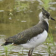 Northern Lapwing