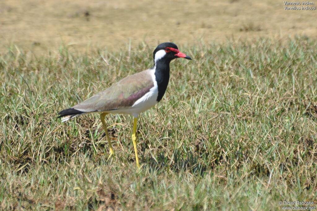 Red-wattled Lapwing