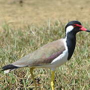 Red-wattled Lapwing