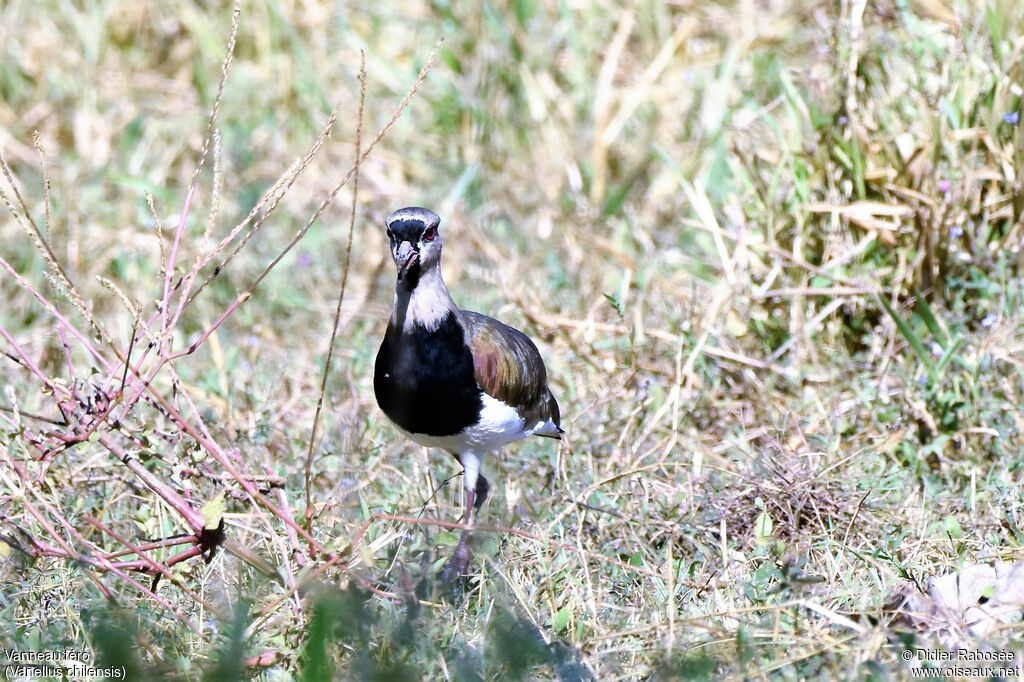 Southern Lapwing