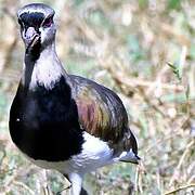 Southern Lapwing