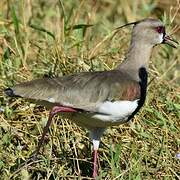 Southern Lapwing