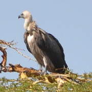 White-backed Vulture