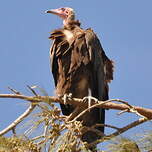 Vautour charognard