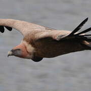 Griffon Vulture