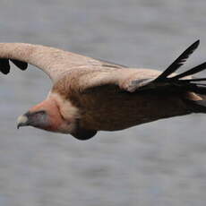 Vautour fauve