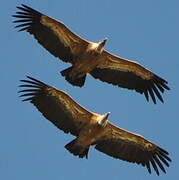 Griffon Vulture