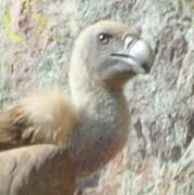 Griffon Vulture