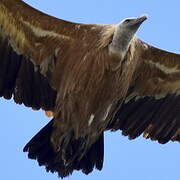 Griffon Vulture