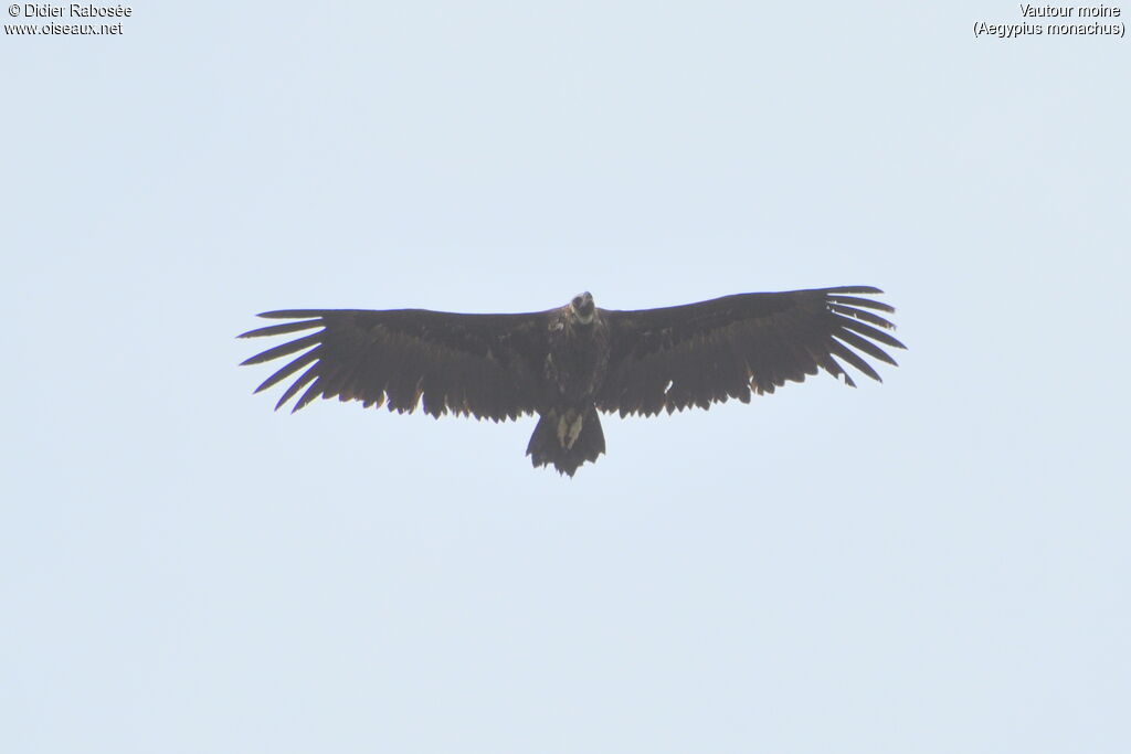 Cinereous Vulture, Flight