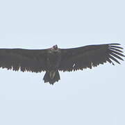 Cinereous Vulture