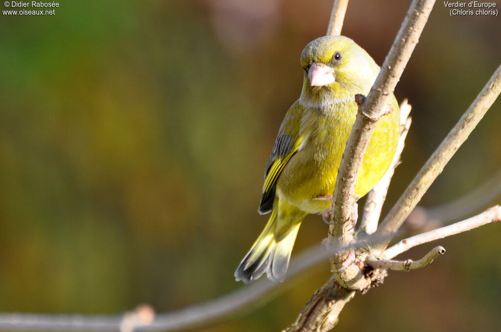 European Greenfinch male