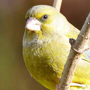 European Greenfinch