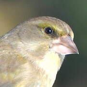 European Greenfinch