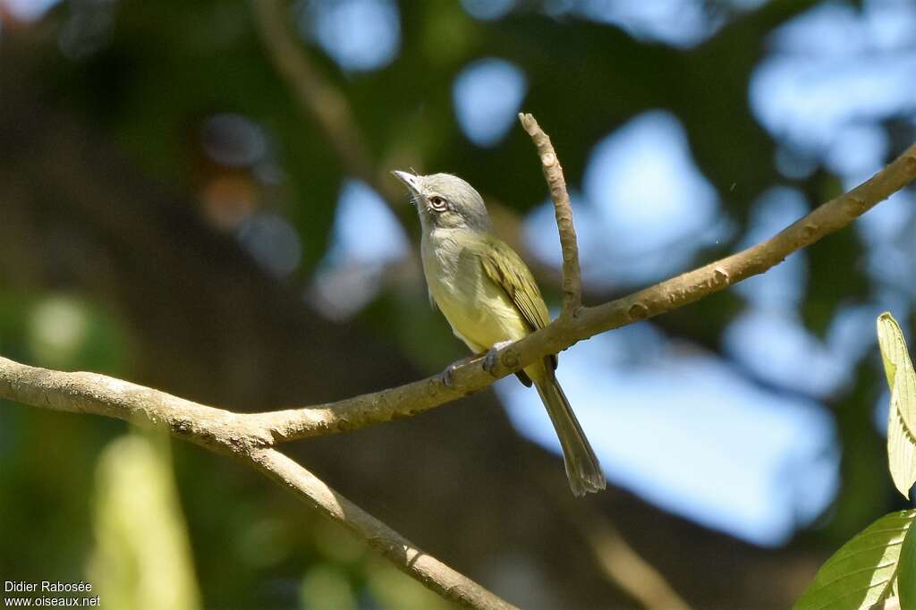 Scrub Greenletadult, identification