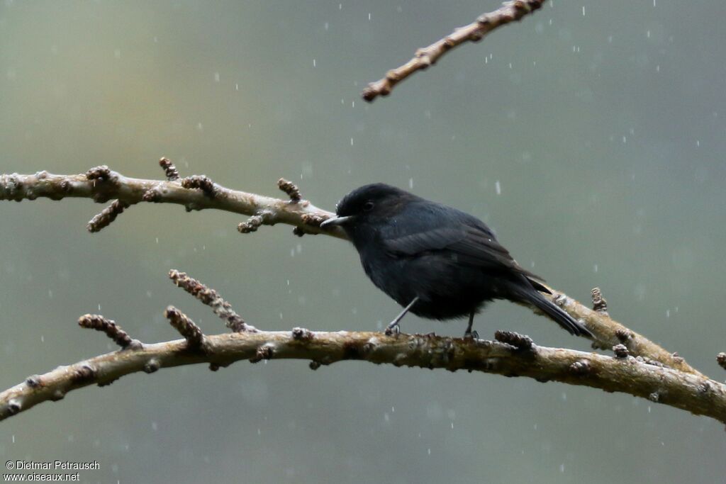 White-winged Black Tyrantadult