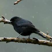 White-winged Black Tyrant