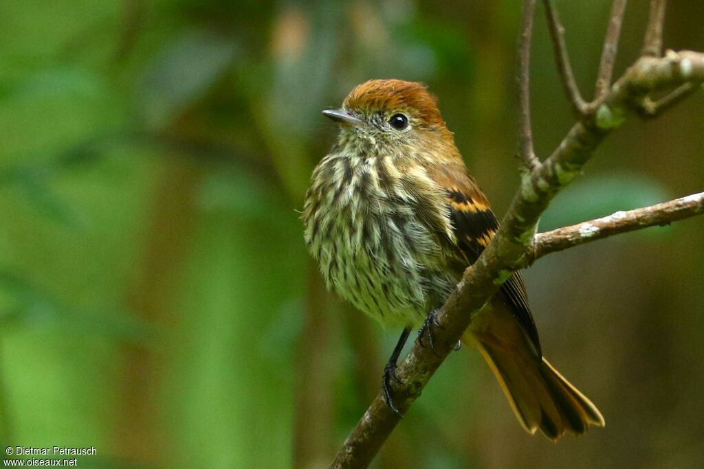 Blue-billed Black Tyrant female adult