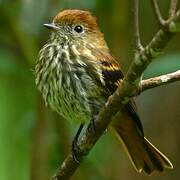 Blue-billed Black Tyrant