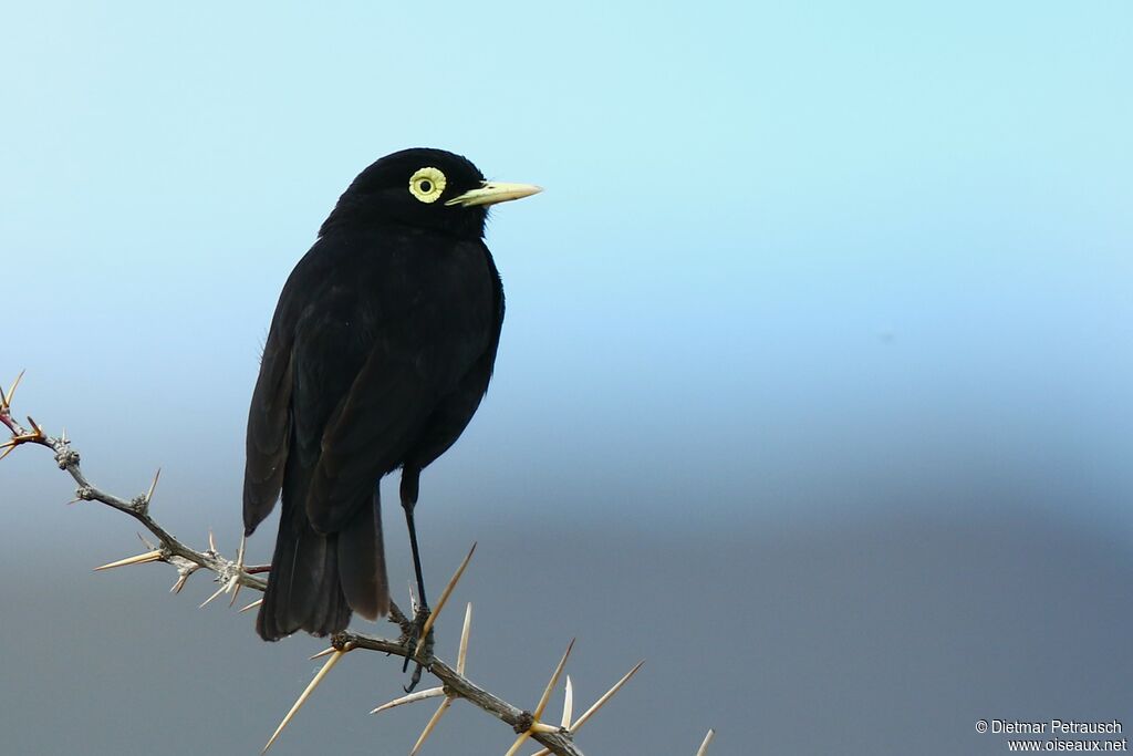 Spectacled Tyrant male adult