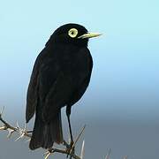 Spectacled Tyrant