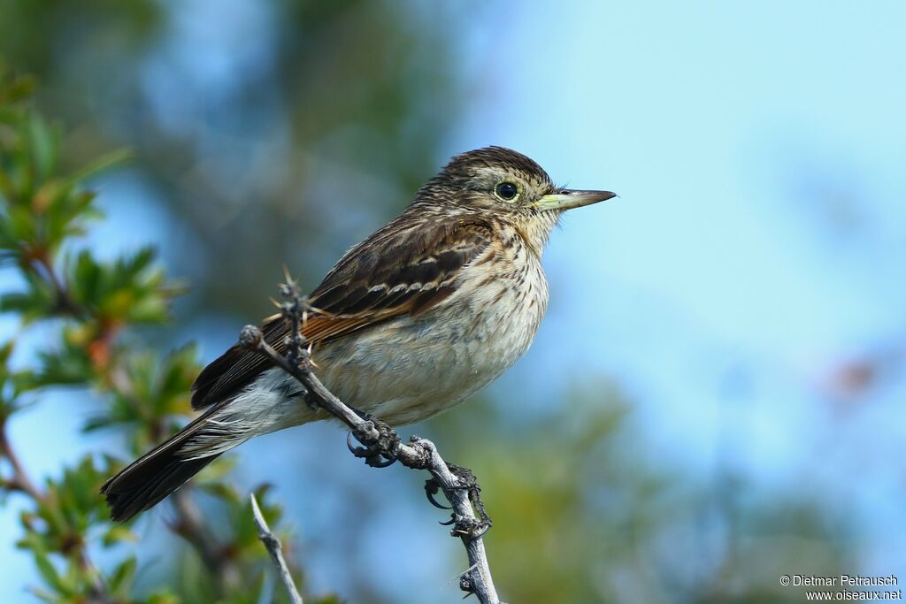 Spectacled Tyrant female adult