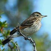 Spectacled Tyrant