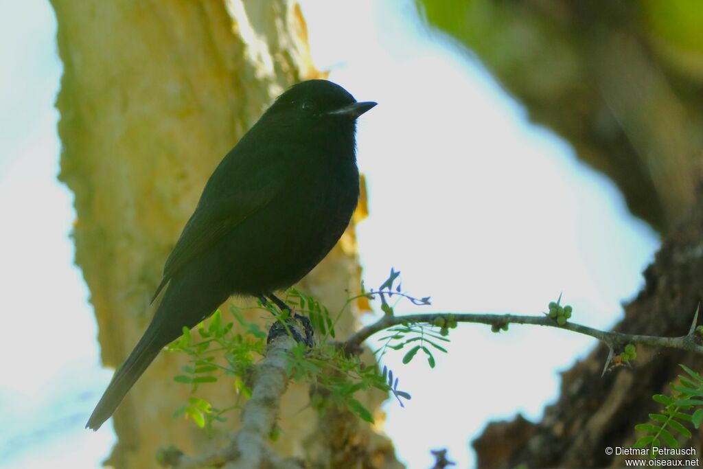 Hudson's Black Tyrant male adult