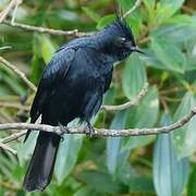 Crested Black Tyrant