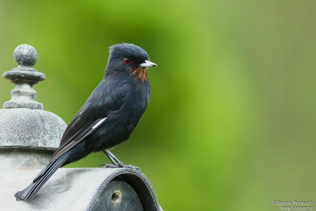 Velvety Black Tyrant female adult