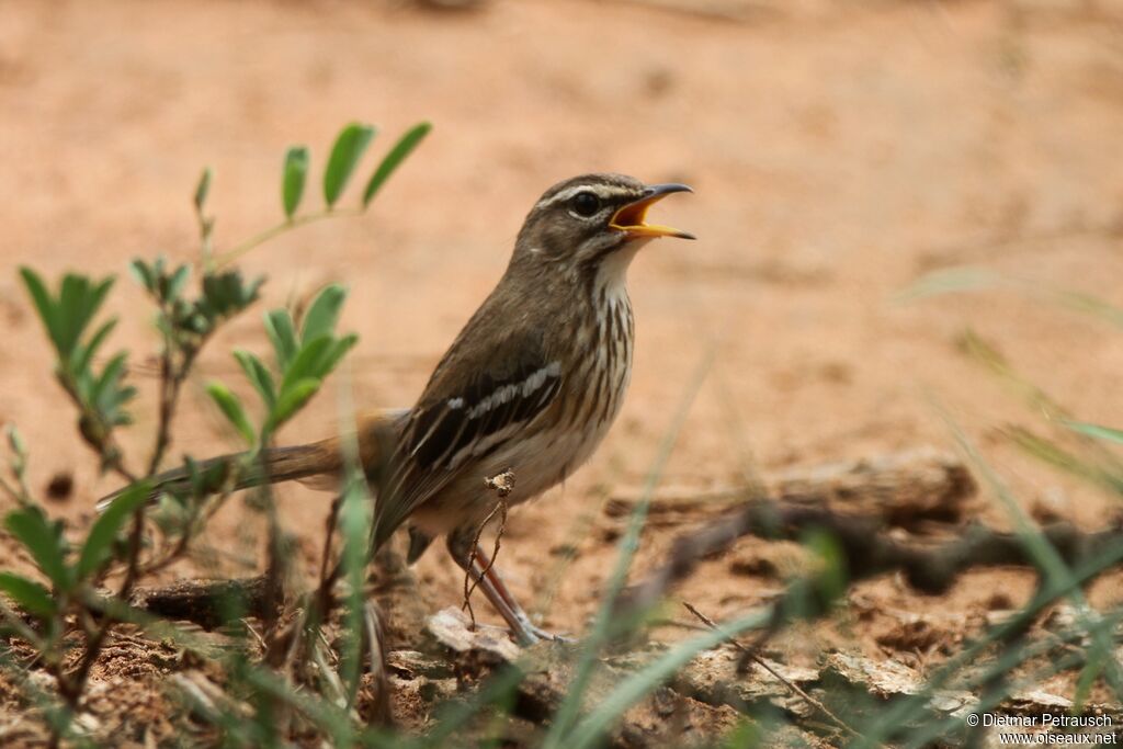 White-browed Scrub Robinadult