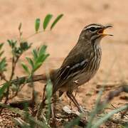 White-browed Scrub Robin