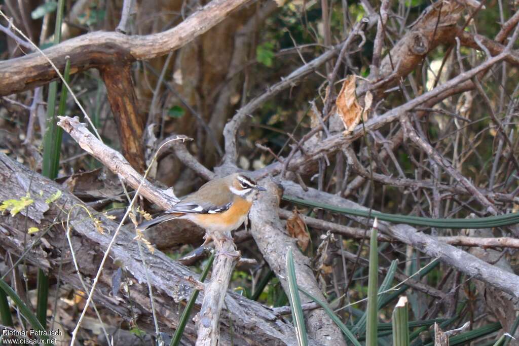 Bearded Scrub Robinadult, habitat, pigmentation