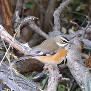 Bearded Scrub Robin