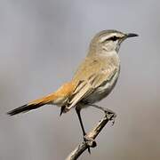 Kalahari Scrub Robin