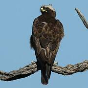 Wahlberg's Eagle