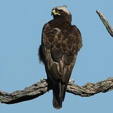 Aigle de Wahlberg